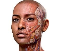 Complete Anatomy
