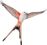 Wingspan