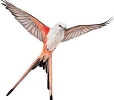 Wingspan